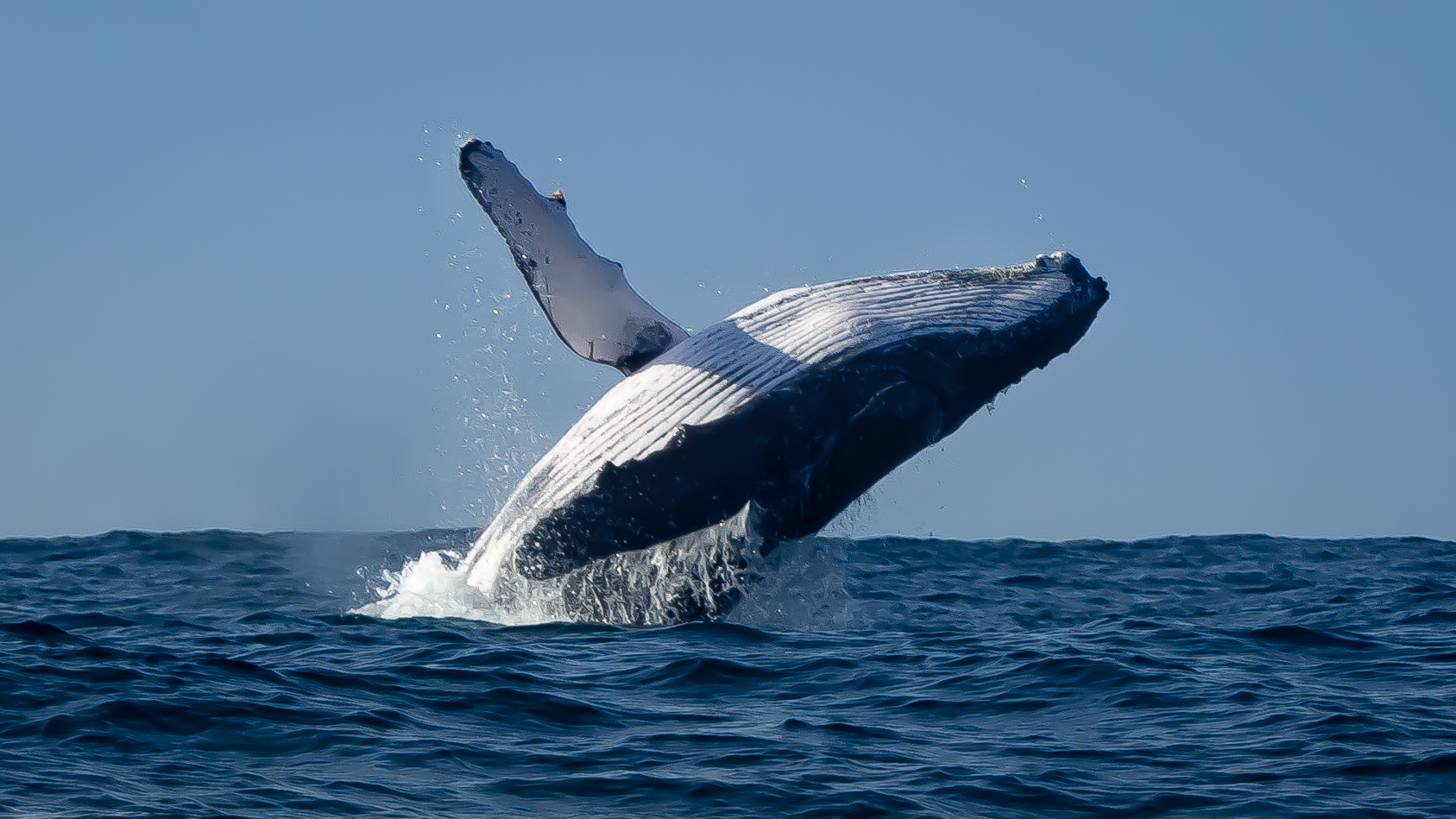 Cary Yanny images Special Project Breaching Sperm Whales