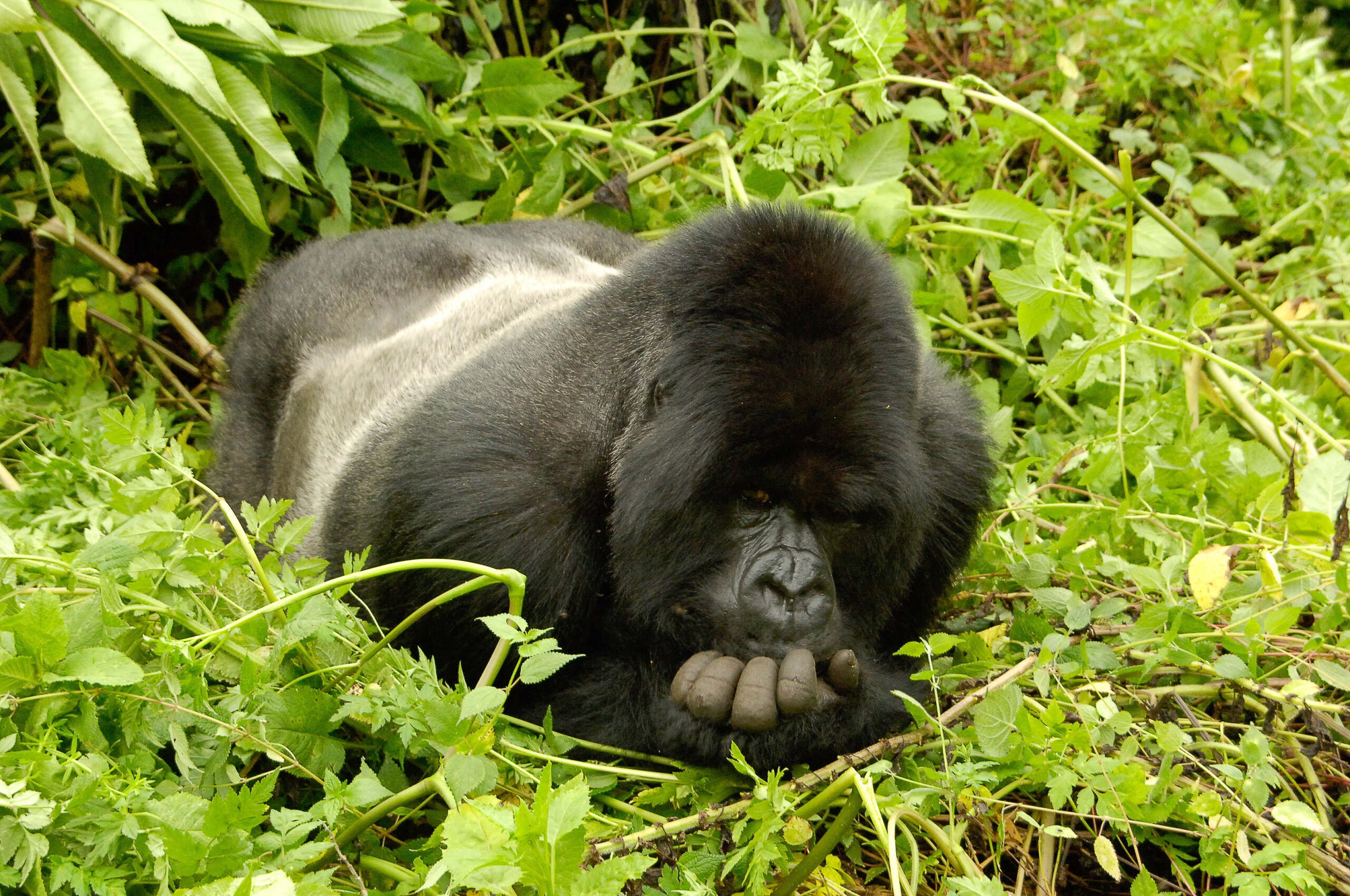 Cary Yanny images Special Project Gorillas Rwanda 2